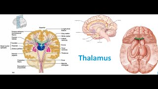 Thalamus 2 NeuroAnatomy NeuroPhysiology CNS Physiology PhysiologyLecturesForMBBS [upl. by Nauq]