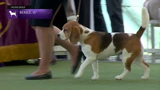 Beagles Over 13 In But Not Exceeding 15 In  Breed Judging 2023 [upl. by Annayd]