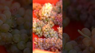 ☀️ Harvesting Viognier from our LakeChelan vineyard grapeharvest 🥂 [upl. by Norword]