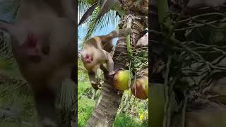 Macaco catador de côcos [upl. by Anallij]