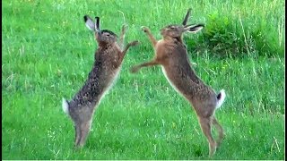 Brown Hares Courtship and Mating in our garden slow motion [upl. by Som]