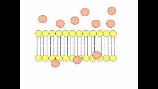 Simple Diffusion Animation [upl. by Enerahs476]