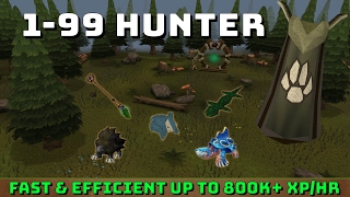 199 Hunter Guide Runescape 3 Up to 800k xphr [upl. by Pearse738]