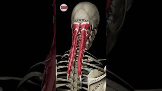 Explore Cervical and Head Extension Like Never Before [upl. by Onirefes3]