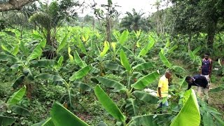 Forgreen Farms  How to Prepare Your Plantain Farm For Better Yield [upl. by Fabiano]