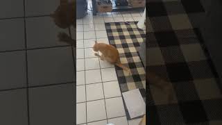 Our Cat Butters Doing Some Scooting [upl. by Acilejna]