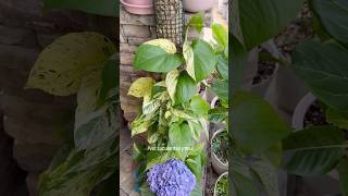 TIPS PARA PLANTAS POTHOS O PLANTAS DE SOMBRA [upl. by Caines]