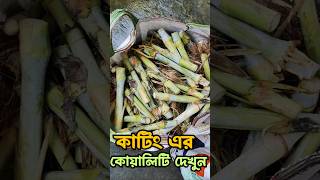 Napier Grass নেপিয়ার ঘাসের কাটিং napier [upl. by Pietra329]