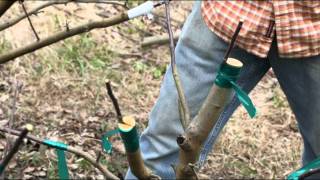 Grafting an Apple Tree at Woodleaf Farm [upl. by Heater]