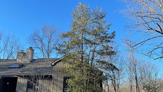 Fully evergreen Sweetbay Magnolia Magnolia virginiana in the dead of winter in Cincinnati [upl. by Uon]