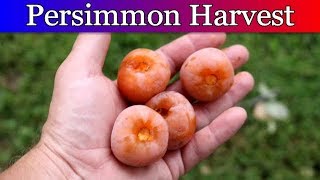 Harvesting Persimmons and making Persimmon Pulp [upl. by Almap515]