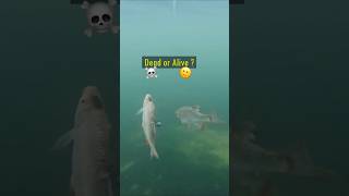 Dead or Alive Baitfish  Pike react pike fishing underwater [upl. by Elatnahs82]