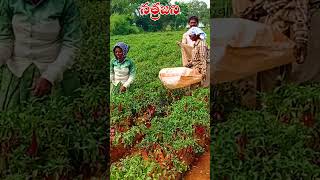 మొక్కలకు అవసరమయ్యే పోషకాలు 2  N P K fertilizer nutrients natural care growth agri crops [upl. by Wendy]