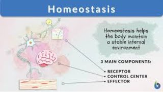 Homeostasis class 12 chap 15 Biology [upl. by Monney]