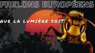 Frelons Européens  Que la lumière soit [upl. by Marve]