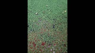 Small AZOLLA pond under 50 sunlight  Duckweed [upl. by Vanzant232]