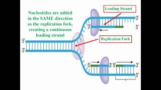 Definition of DNA Replication and Synthesis [upl. by Huesman]