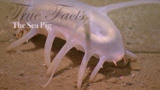 True Facts About The Sea Pig [upl. by Nairahcaz]