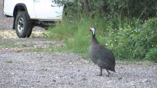 Helmeted Guineafowl Sound [upl. by Natsrik]