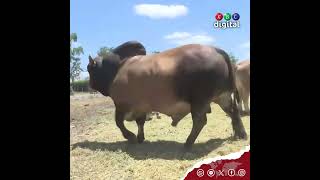 Farmers in Nyandarua air their views ahead of mass livestock vaccination [upl. by Anewor38]