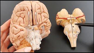 Brain Stem Anatomy in Detail  Part 4 of 5 [upl. by Arahsit]