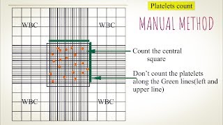 Platelet count Manual method An easy way to understand in Hindi and Urdu [upl. by Bobette]