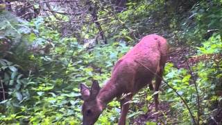 Une biche sauvage sapproche de moi  SUPER ATTENDRISSANT [upl. by Nednarb513]