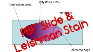 PBF Blood Smear amp Leishman Staining Procedure [upl. by Sunny]