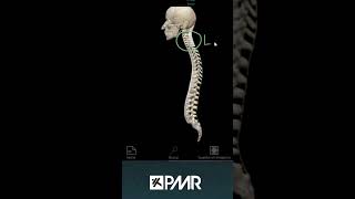 〰️ CURVATURAS de la COLUMNA columnavertebral cifosis lordosis hipercifosis hiperlordosis [upl. by Sanfo684]