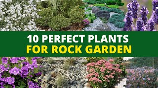 10 Perfect Plants for a Rock Garden 👌 [upl. by Clover]