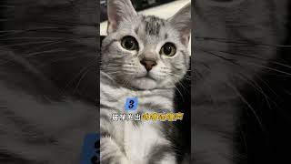 貓咪的秘密語言！ 4個動作讀懂主子心思，鏟屎官必看！Cats’ secret language 4 actions to read your master’s mind [upl. by Kleiman]