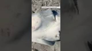 Great white shark killed by orca washes up on Australian beach [upl. by Esilram573]