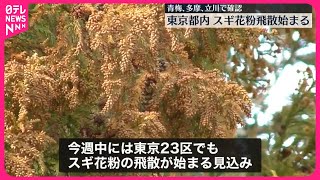 【速報】都内でスギ花粉の飛散はじまる 青梅や立川で 今週中には東京23区でも飛散の見込み [upl. by Bannerman]