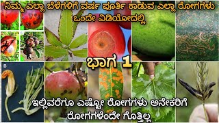 All plant diseases in 1 video  ಬದಲಾಗುತ್ತಿರುವ ಹವಾಮಾನ ಪರಿಸ್ಥಿತಿಯಲ್ಲಿ ಕಾಡುವ ರೋಗಗಳ ಬಗ್ಗೆ ಮಾಹಿತಿ [upl. by Weeks]