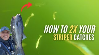 How To 2X Your Striper Catches [upl. by Hutner125]