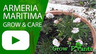 Armeria maritima  grow and care [upl. by Eenobe438]