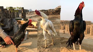 Aseel Roosters Crowing Slowmo  aseel murga ki awaaz  seval sound  Rooster Crowing Sounds Effect [upl. by Yerocal]