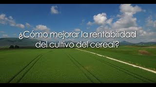 ¿Cómo mejorar la rentabilidad de cultivo del cereal [upl. by Cynde82]