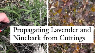 Propagating Lavender and Ninebark by Cutting plants propagate ninebark lavender zone5 midwest [upl. by Symer]