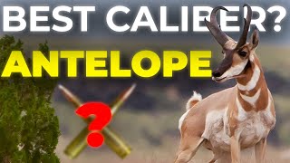 Best Caliber for Antelope Hunting  Full Guide [upl. by Scever]