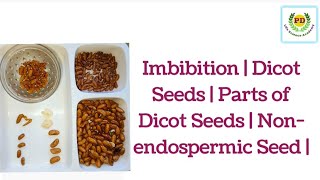 Imbibition  Dicot seeds  Parts of Dicot seed  Nonendospermic seed  seed  plants [upl. by Oilegor362]