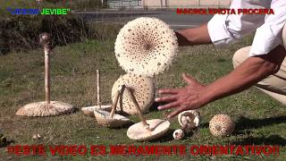 LEPIOTA PROCERA COMESTIBLE 4K [upl. by Manheim]