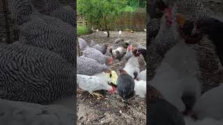 chicken birds foryou duck animals farming [upl. by Irtimed]