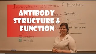 Antibody Structure amp Function [upl. by Yonita]