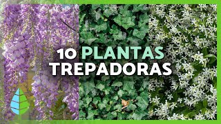 10 PLANTAS TREPADORAS para EXTERIOR 🌿🌸  Para Pérgolas Muros y Paredes [upl. by Aneris]