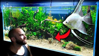 4ft ANGELFISH AQUARIUM BUILD  FULL STEP BY STEP TUTORIAL  MD FISH TANKS [upl. by Broome]