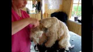 SoftCoated Wheaten Terrier trimming with clippers  Part 2 [upl. by Nadnal641]