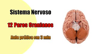 Neuroanatomia  Nervos Cranianos  Aula Prática [upl. by Tonnie924]