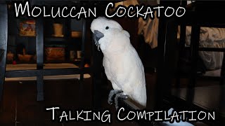 Moluccan Cockatoo Talking Compilation and Playing Running Jumping Making Noises [upl. by Avek187]