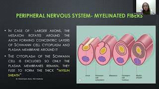 Histology of Nerves and Ganglia [upl. by Kcirdderf]